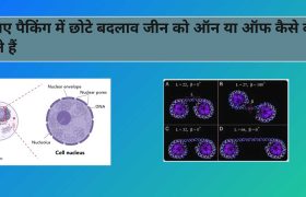 डीएनए पैकिंग में छोटे बदलाव जीन को ऑन या ऑफ कैसे कर सकते हैं 5 small changes in DNA packing can switch genes on or off